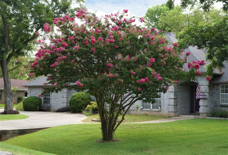 Completed Crepe Myrtle Trimming