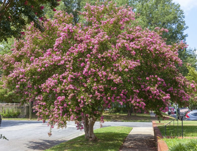 Healthy Crepe Myrtle