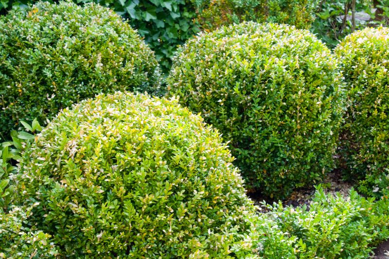 Shaped Shrubs in a Garden