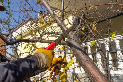 Tree Canopy Thinning in Reno, NV