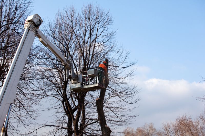 Tree Lopping Service in Reno, NV