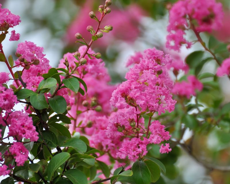 Specialized Crepe Myrtle Trimming Experts