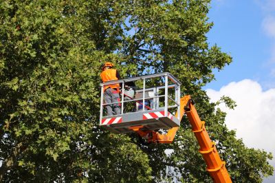 Urban Tree Maintenance Teams