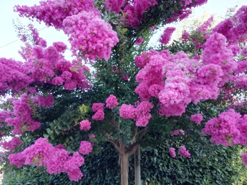Contact About Crepe Myrtle Trimming