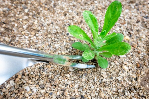 Weed Extraction